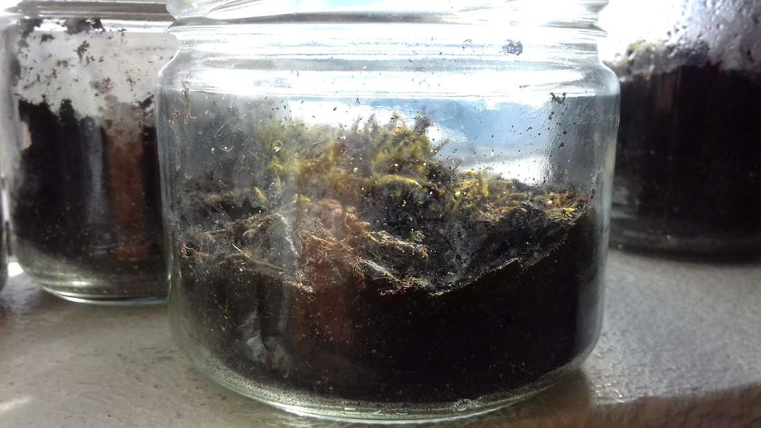 We reused old glass containers to create an environment for a tiny garden.